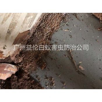 街口仓库白蚁灭治