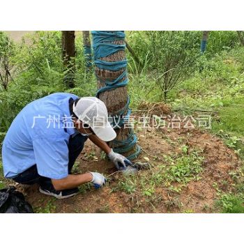 温泉绿化树木治白蚁